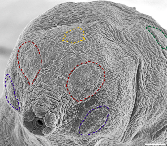 극지연구소는 북극 그린란드 이끼에서 몸길이가 0.15∼0.4㎜ 크기의 초식 동물인 신종 완보동물(물곰)을 발견했다. 머리에 있는 자극을 감지해 생존에 도움을 주는 감각기관들을 가지고 있다.  극지연 제공